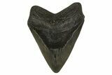 Fossil Megalodon Tooth - Georgia #338616-1